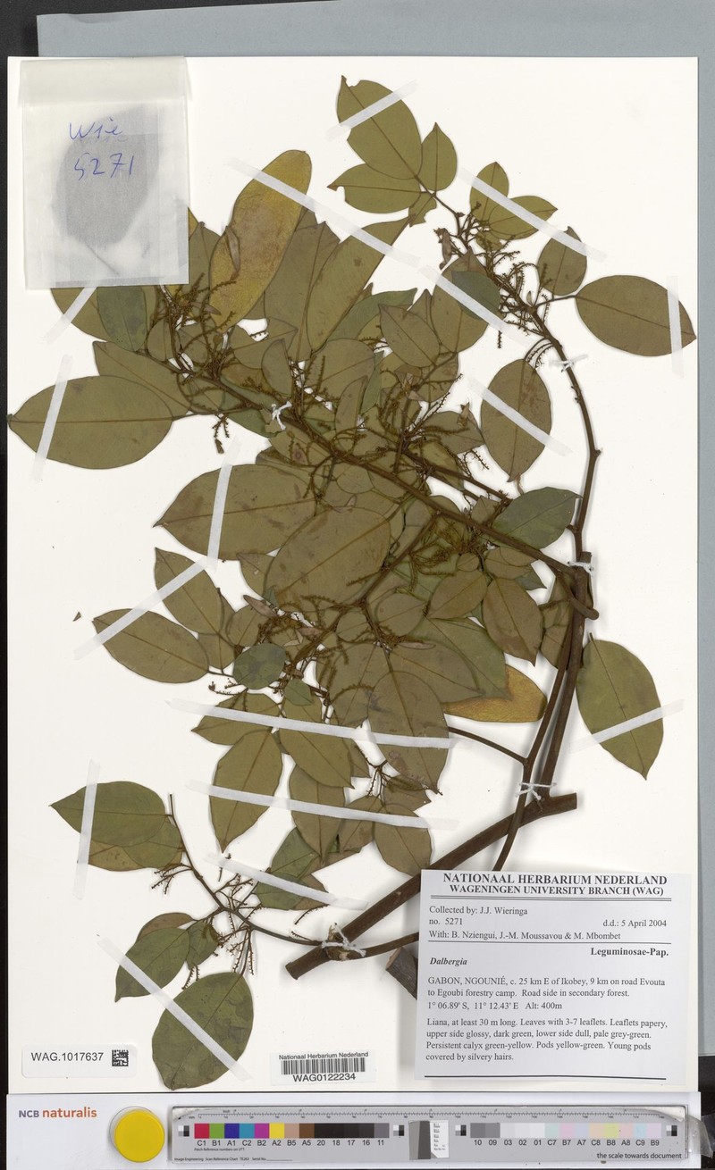 Dalbergia adamii subsp. gabonica photo 2