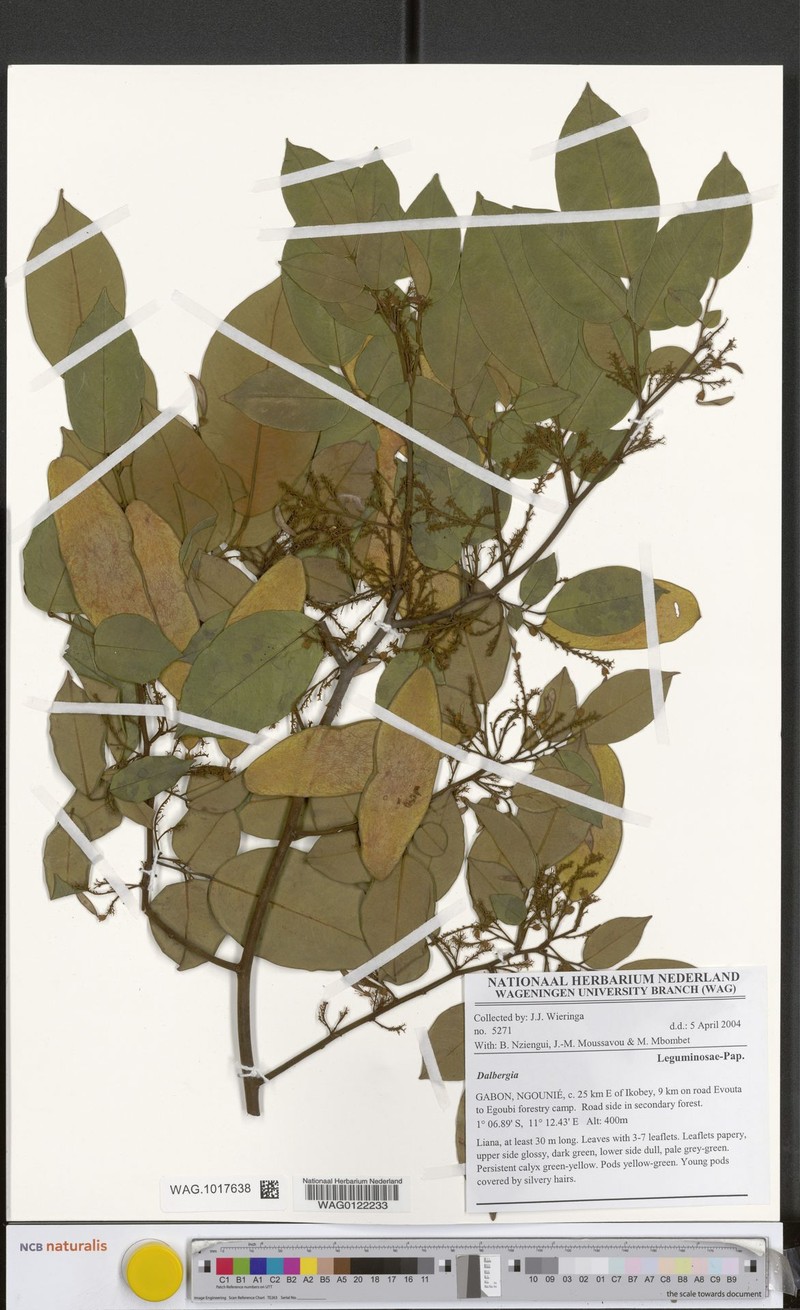Dalbergia adamii subsp. gabonica photo 3