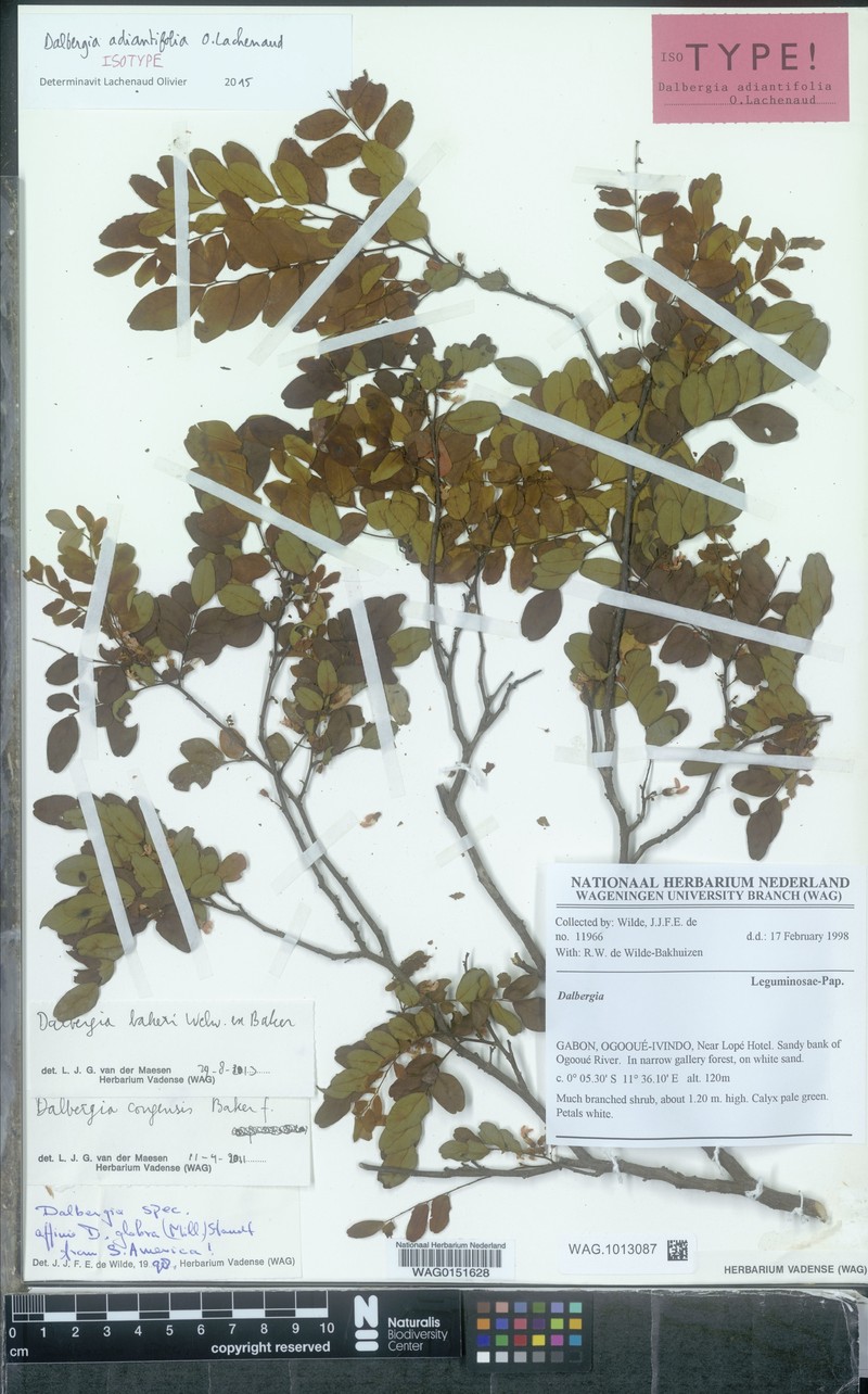 Dalbergia adiantifolia