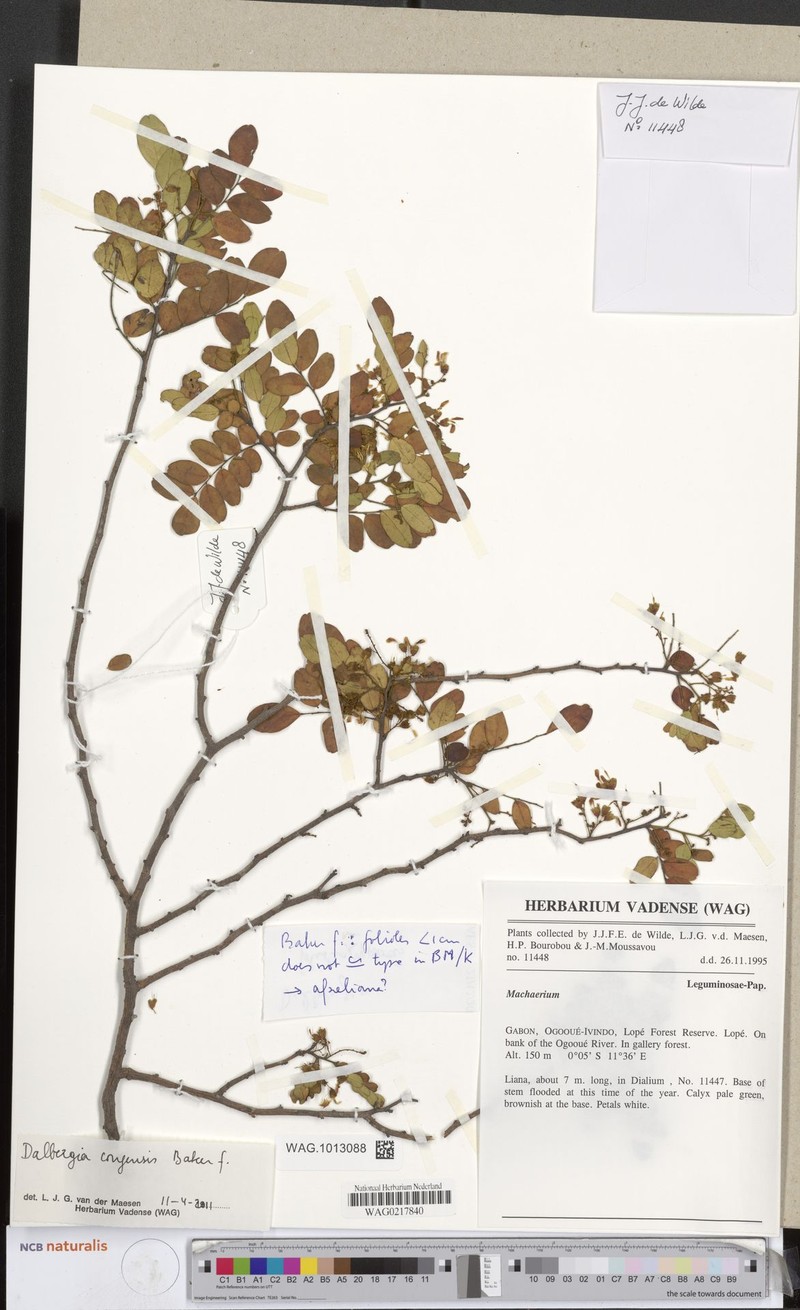 Dalbergia adiantifolia photo 2