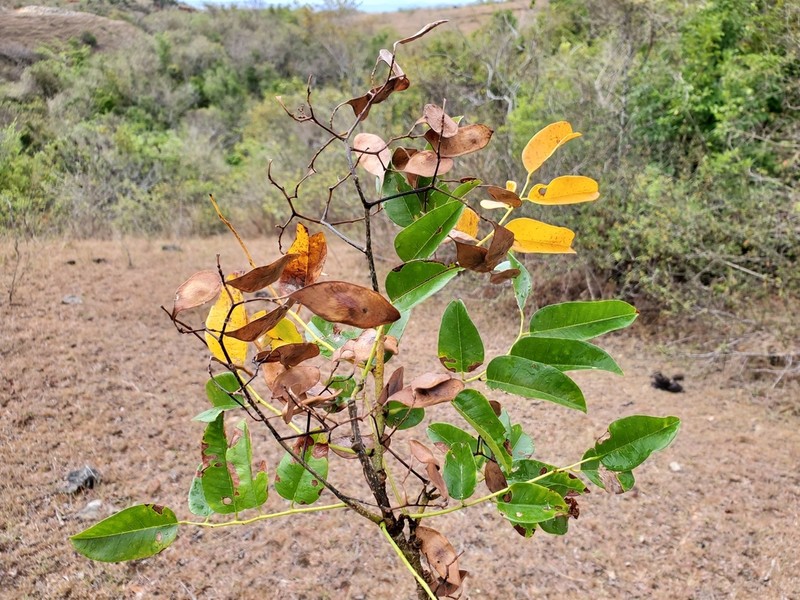 Dalbergia antsirananae