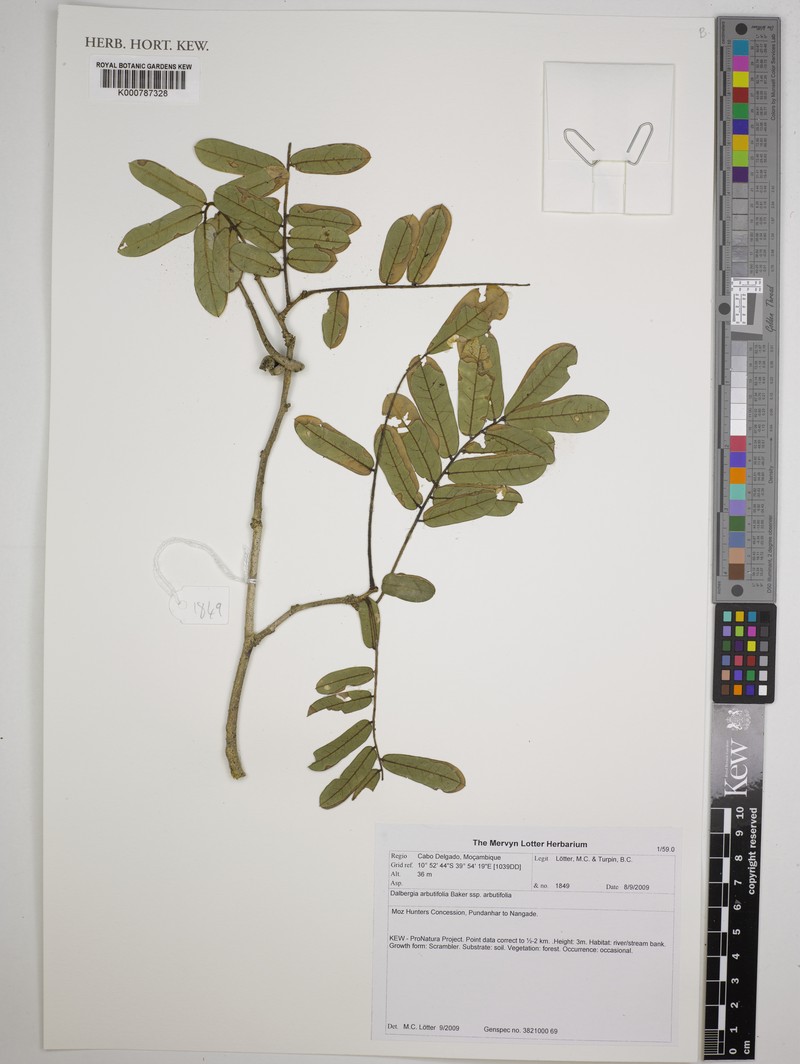 Dalbergia arbutifolia subsp. arbutifolia