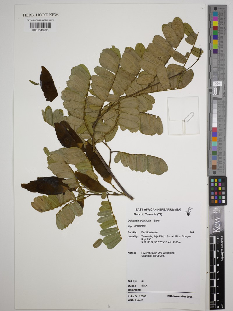 Dalbergia arbutifolia subsp. arbutifolia photo 2
