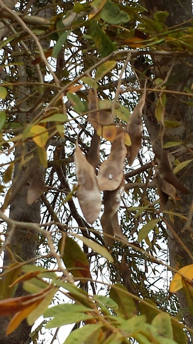 Dalbergia bemarivensis photo 2