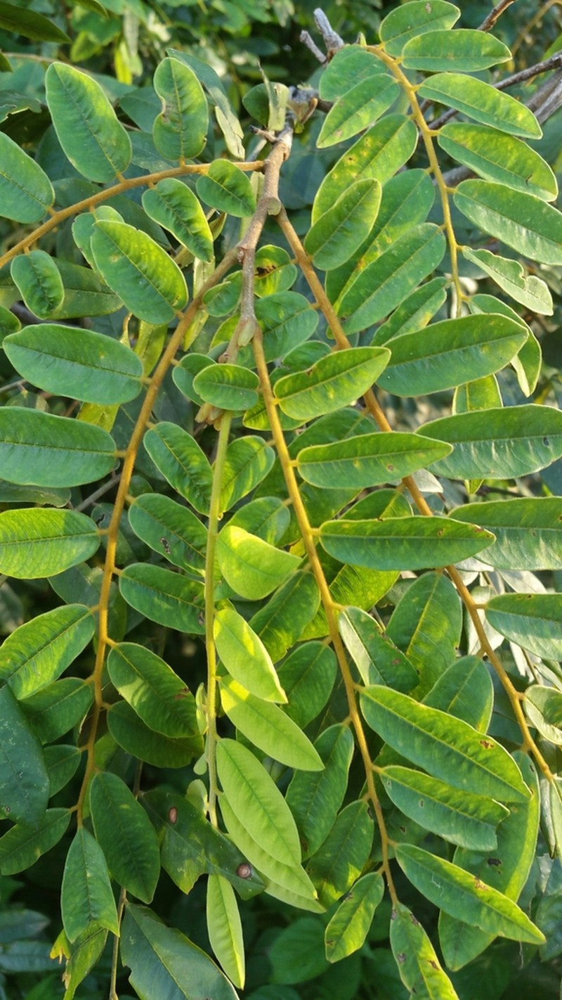 Dalbergia bemarivensis photo 3