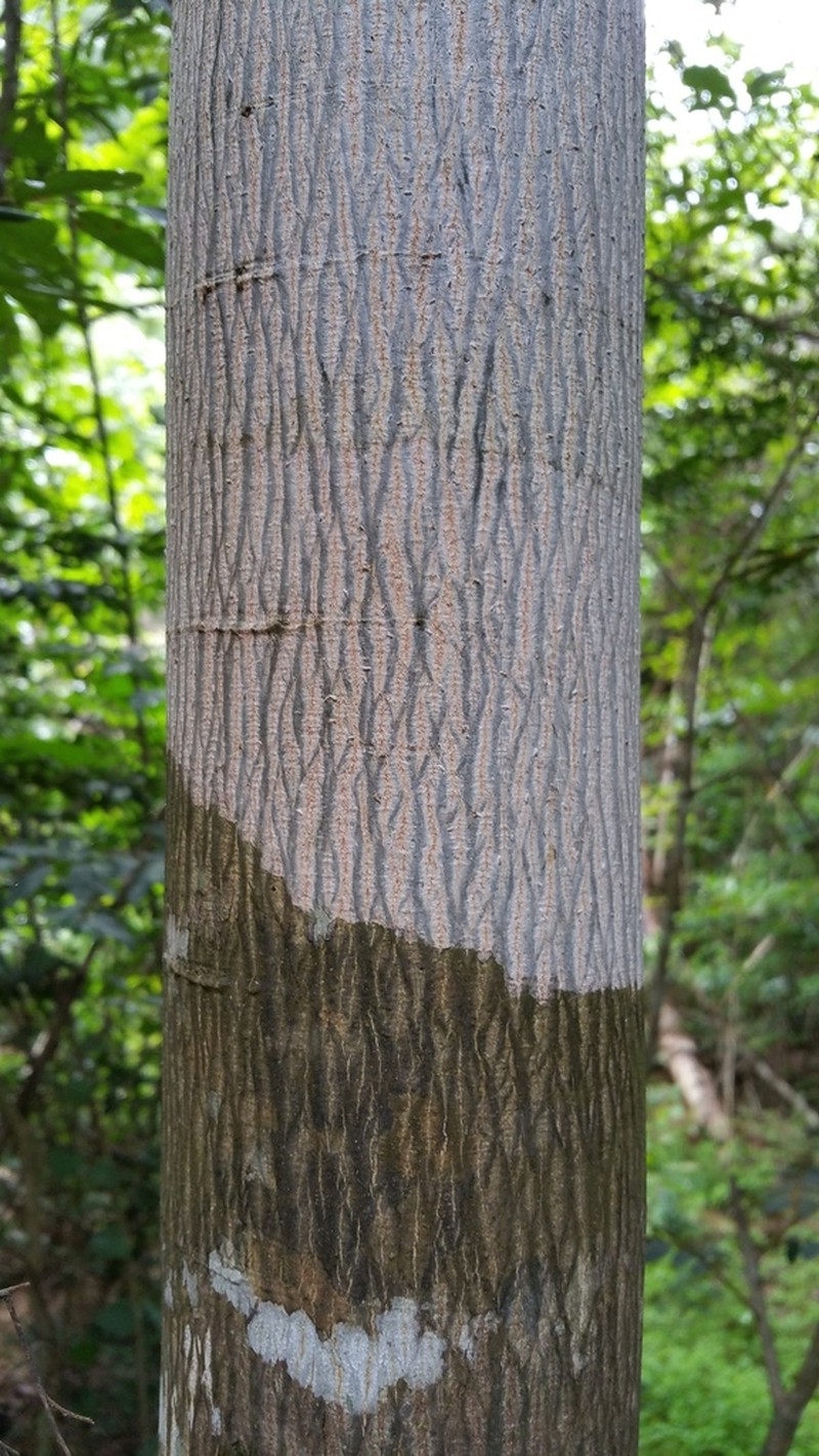 Dalbergia bemarivensis photo 4