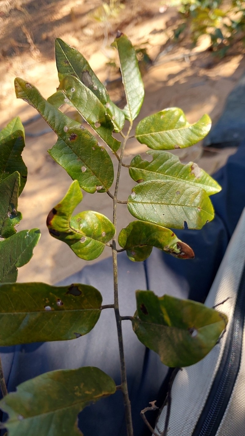 Dalbergia bemarivensis photo 5