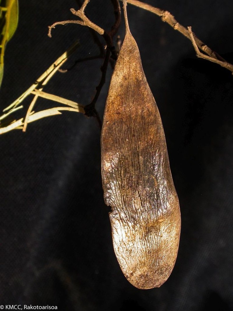 Dalbergia bemarivensis photo 6