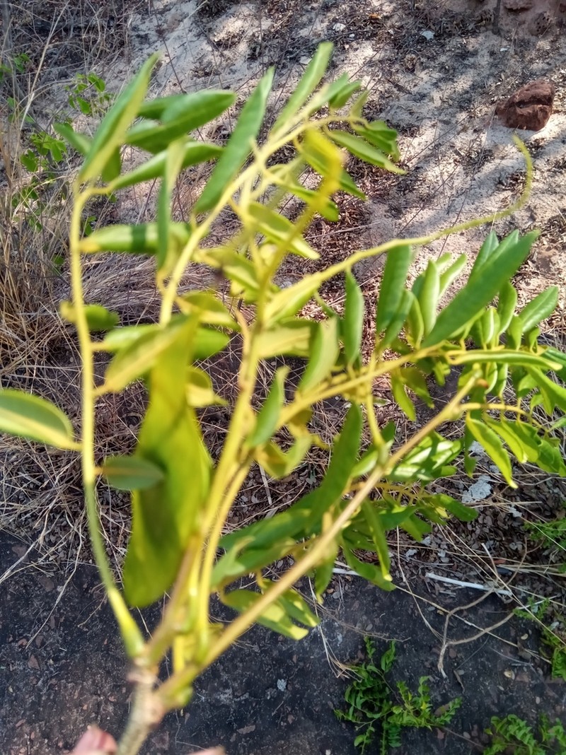 Dalbergia bemarivensis photo 7