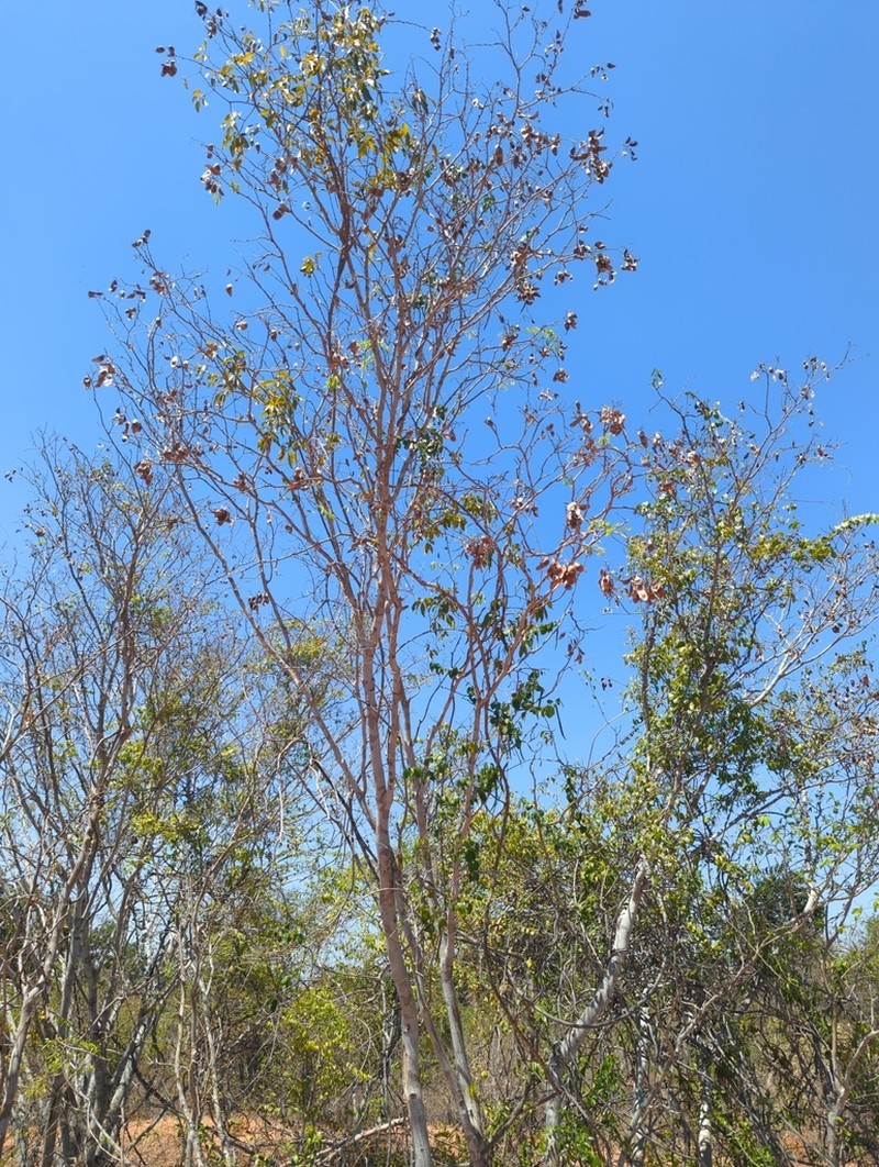 Dalbergia bemarivensis photo 8