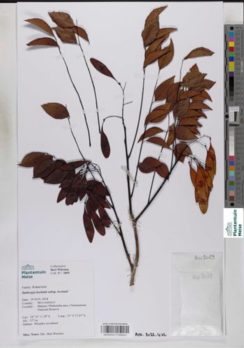 Dalbergia boehmii subsp. boehmii