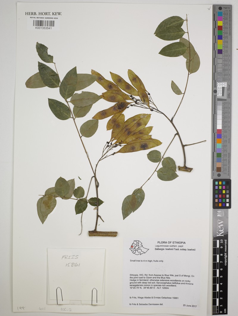 Dalbergia boehmii subsp. boehmii photo 2