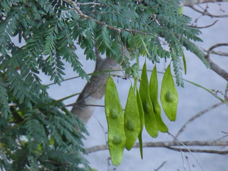 Dalbergia bosseri
