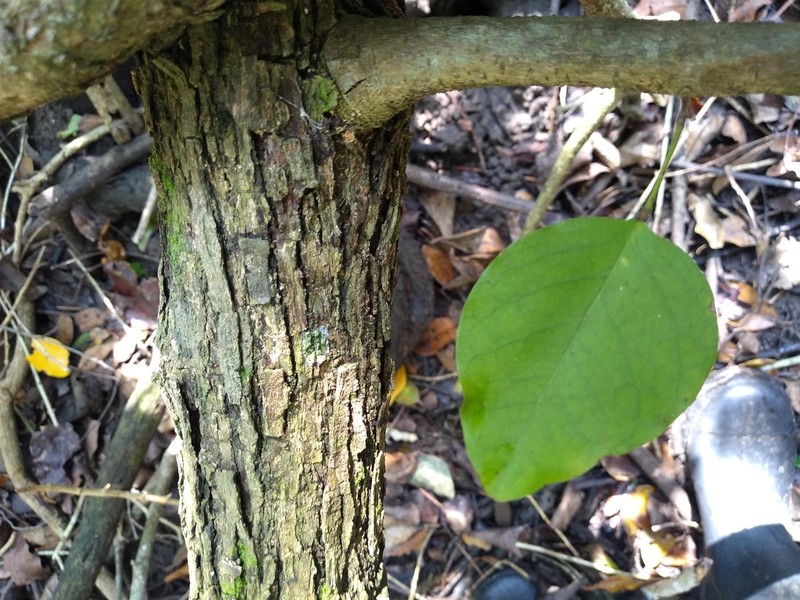 Brown's Indian Rosewood
