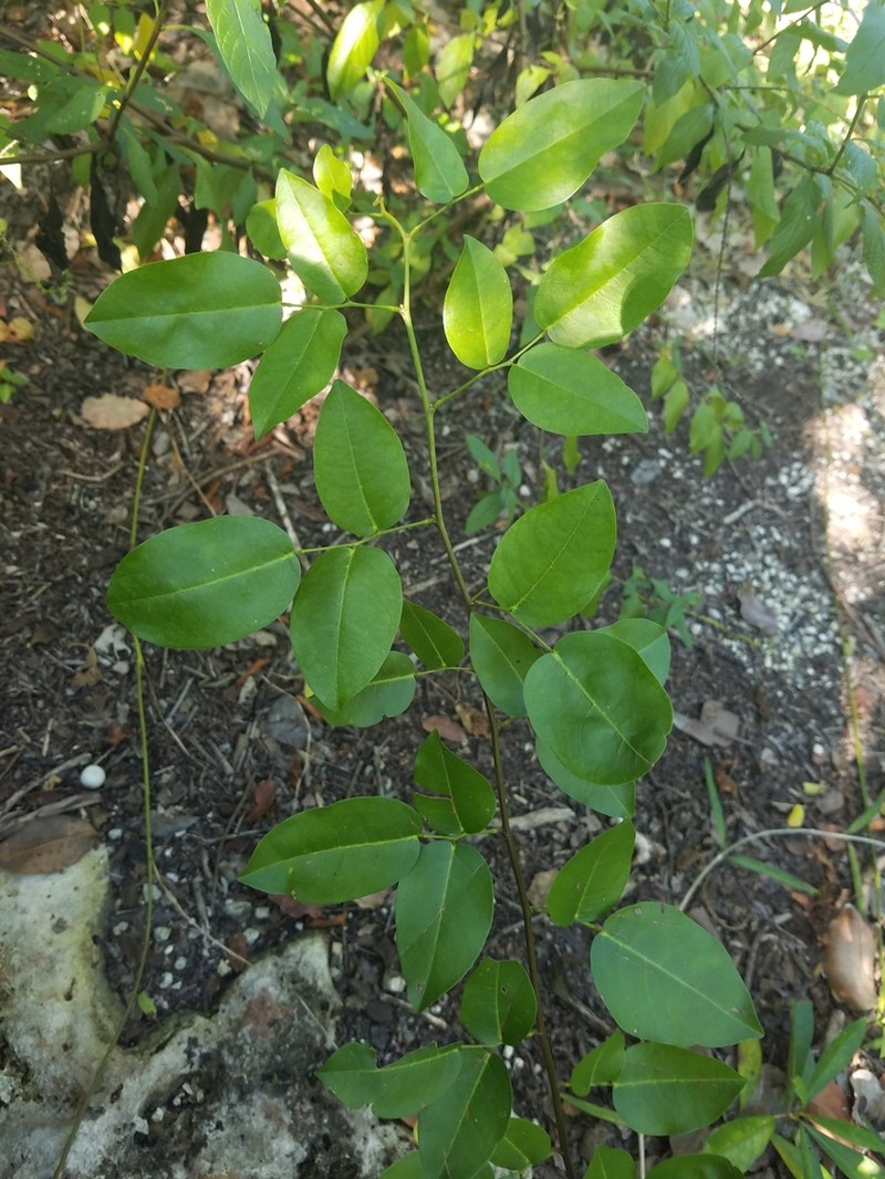 Brown's Indian Rosewood photo 3