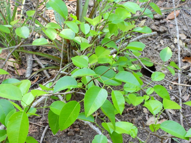 Brown's Indian Rosewood photo 5