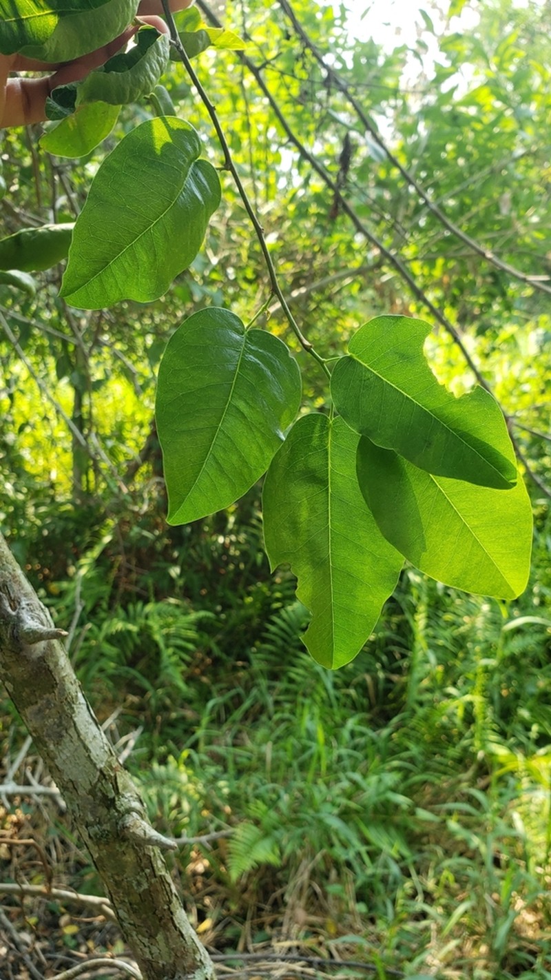 Brown's Indian Rosewood photo 6