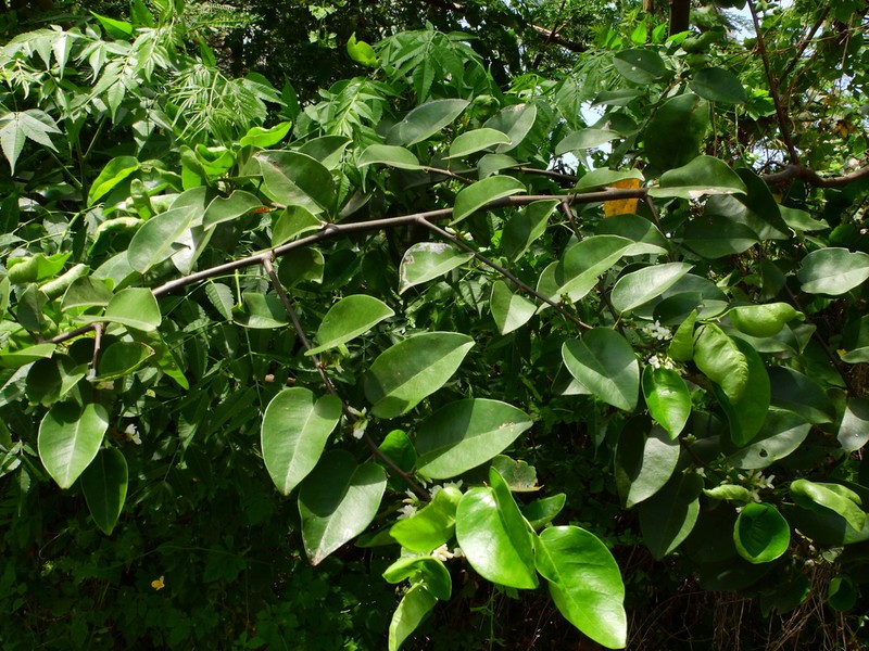 Brown's Indian Rosewood photo 8