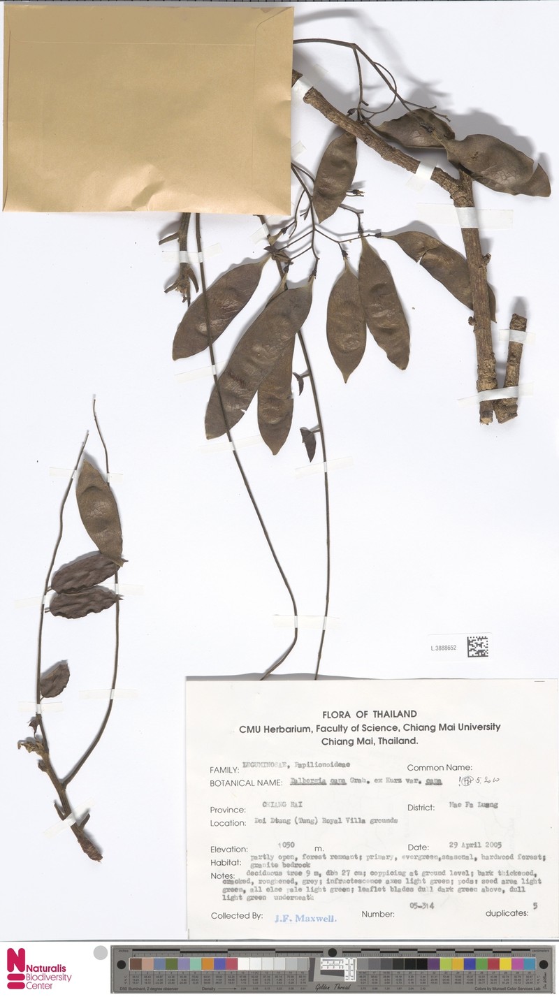 Dalbergia cana var. cana