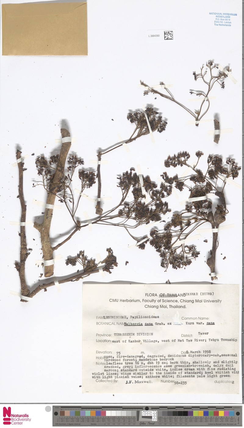 Dalbergia cana var. cana photo 2