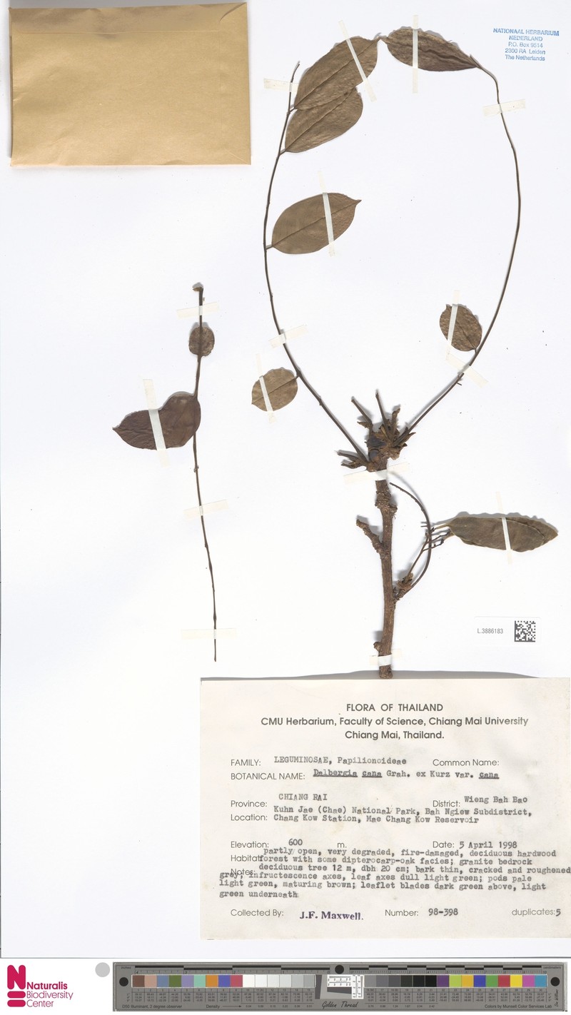 Dalbergia cana var. cana photo 3