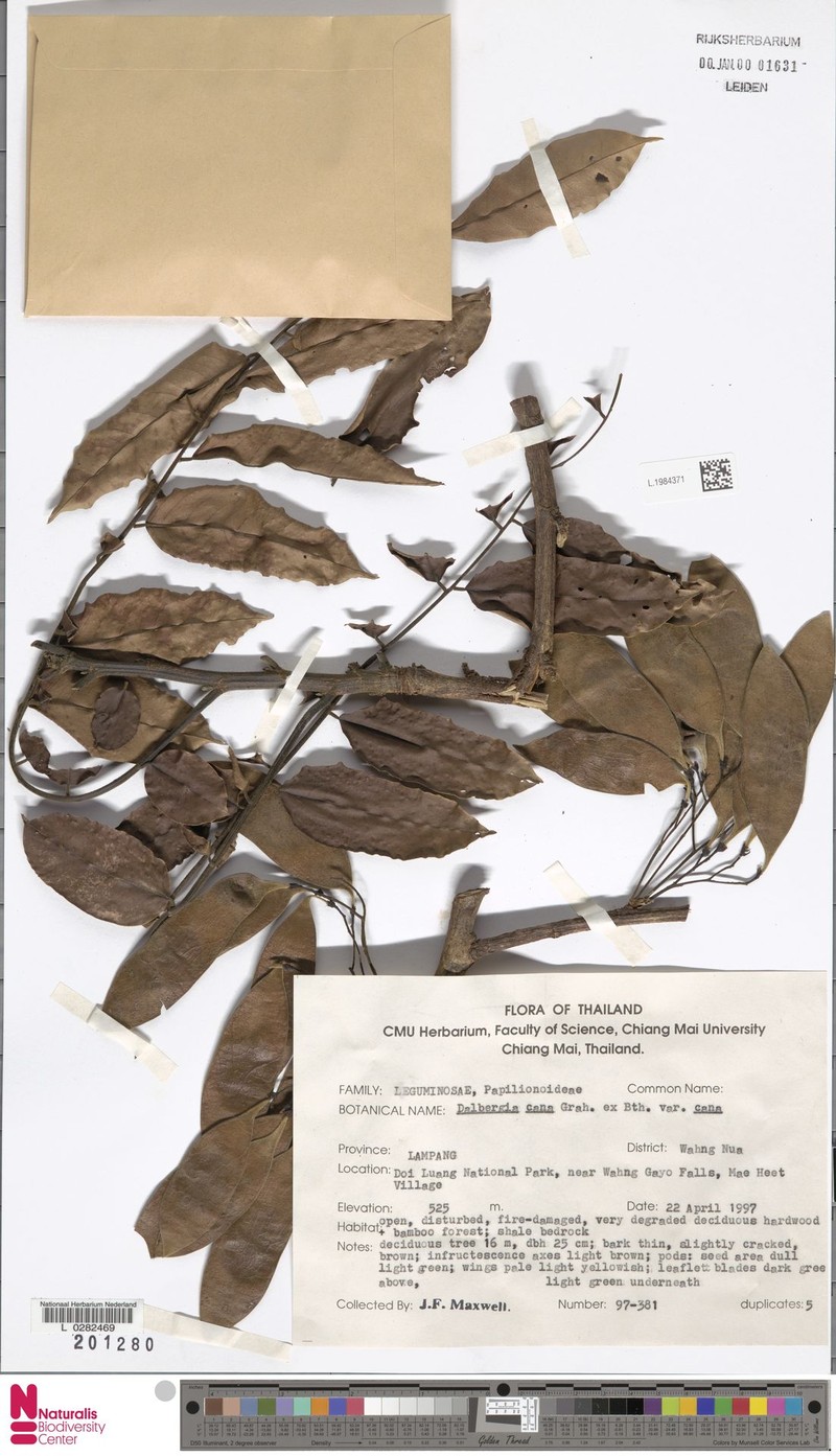 Dalbergia cana var. cana photo 4