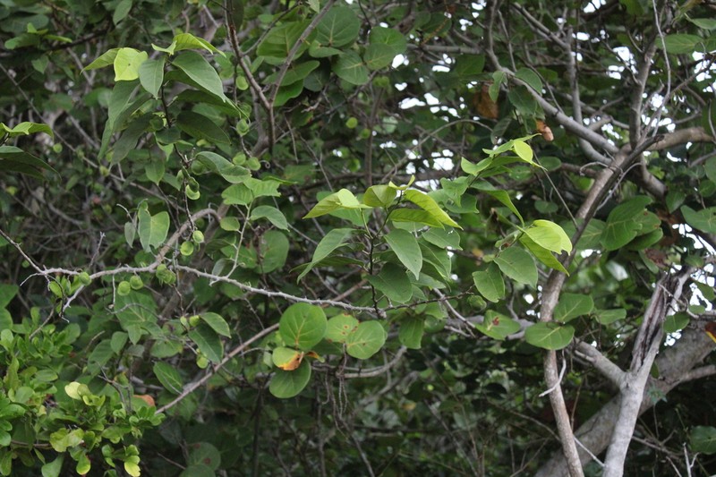 Coinvine photo 3