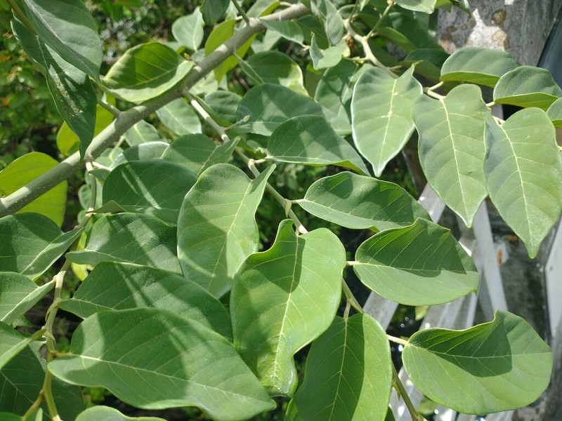 Coinvine photo 8
