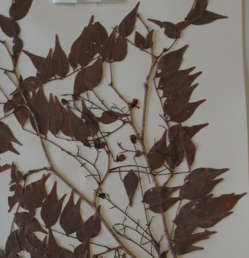 Dalbergia glaberrima subsp. glaberrima