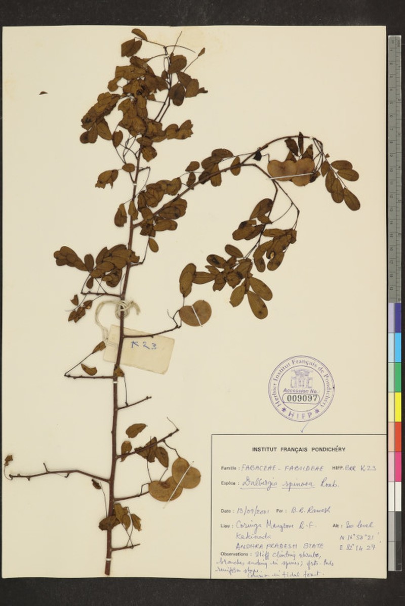 Dalbergia horrida var. horrida