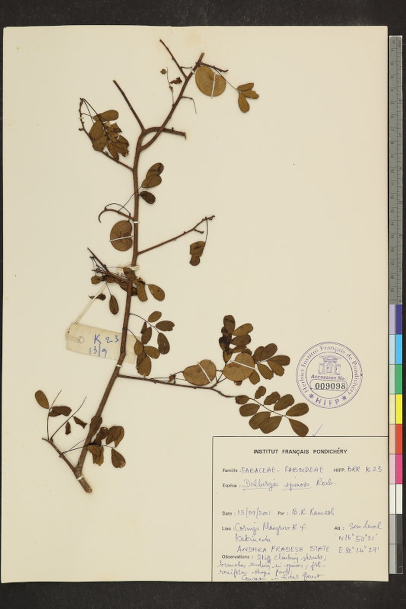 Dalbergia horrida var. horrida photo 2