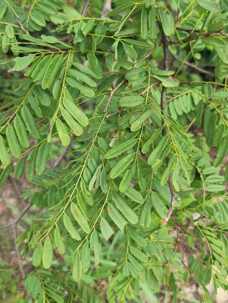 Dalbergia karatrae