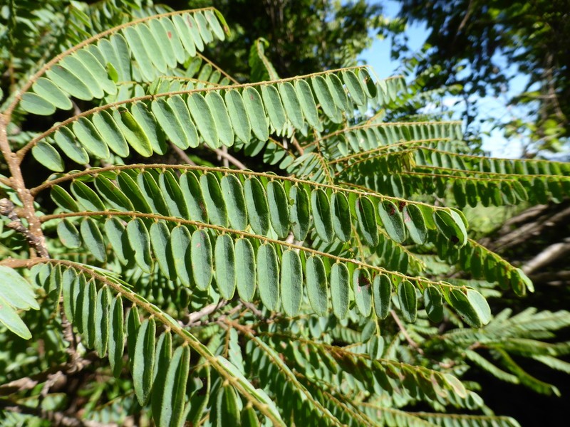 Dalbergia karatrae photo 2