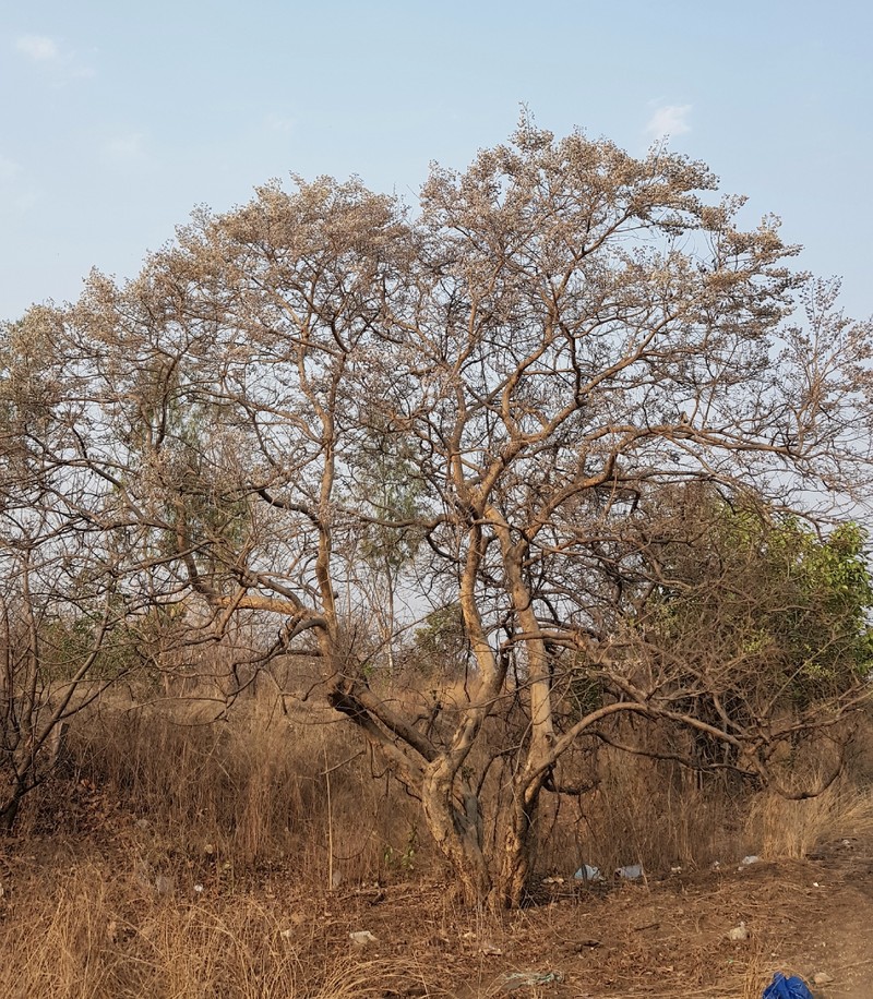 Dalbergia lanceolaria subsp. lanceolaria