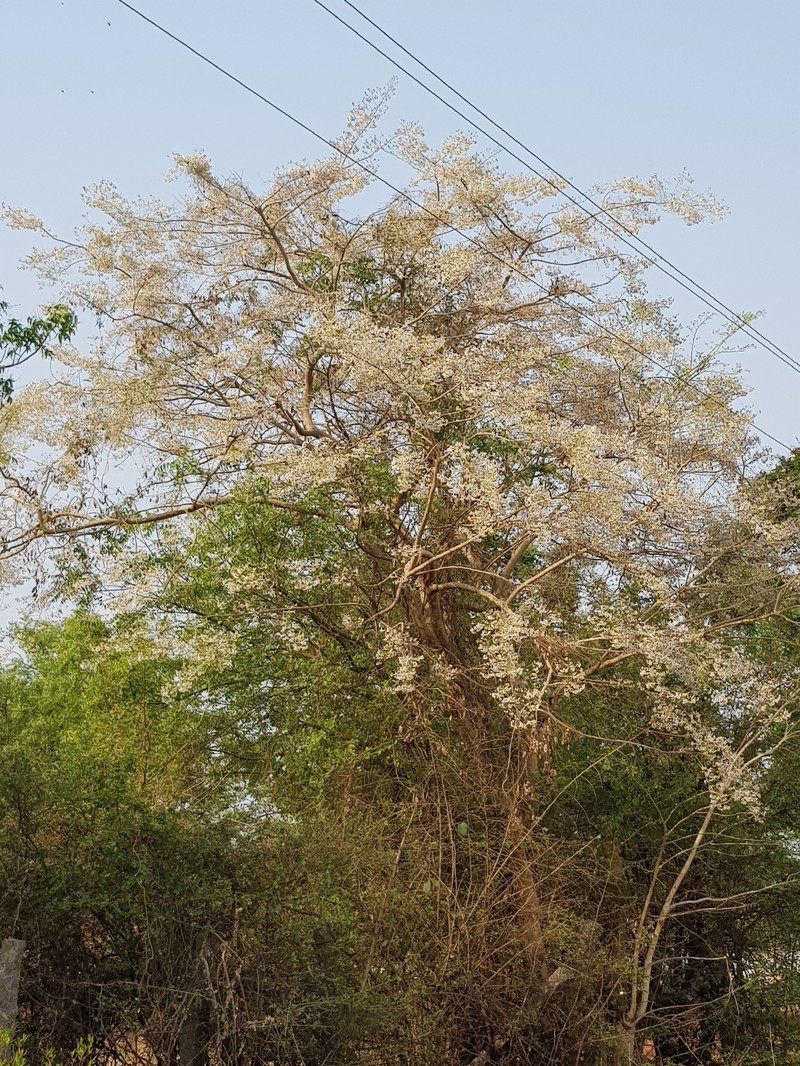 Dalbergia lanceolaria subsp. lanceolaria photo 2