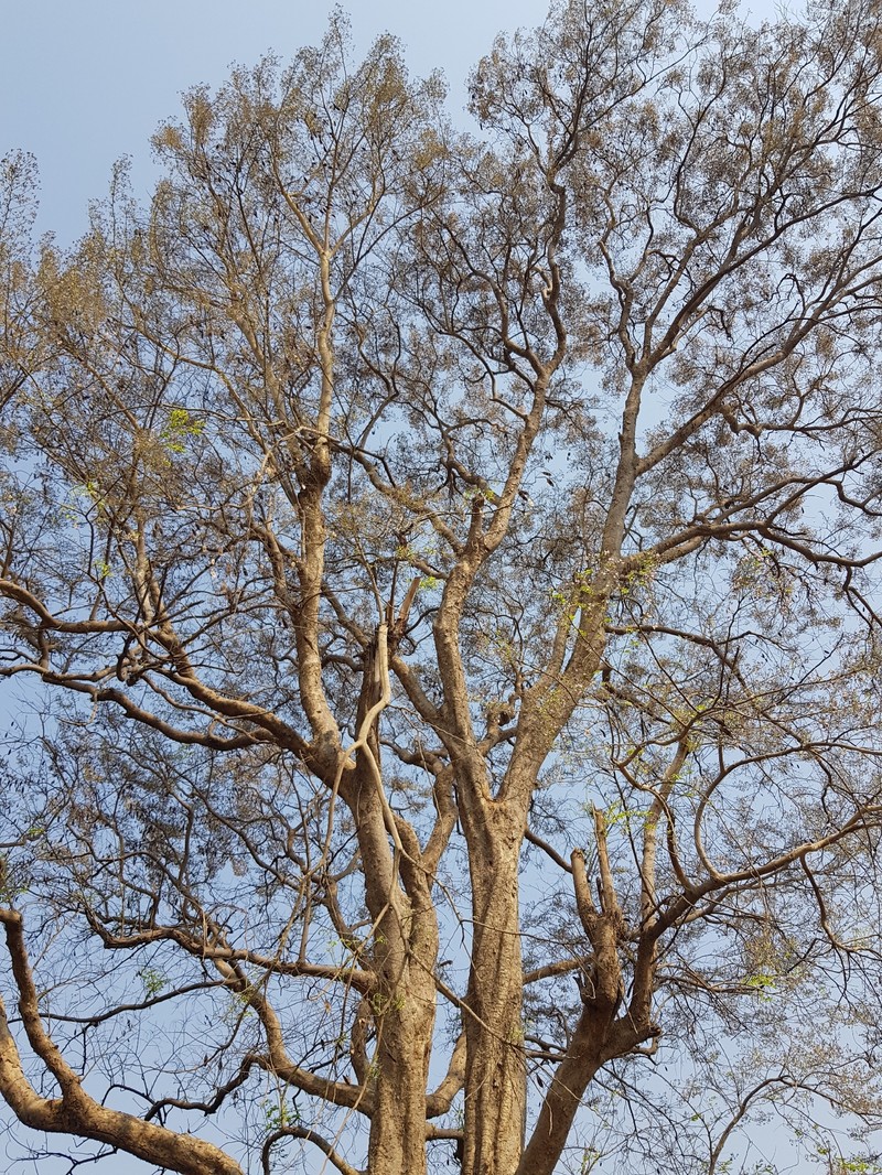 Dalbergia lanceolaria subsp. lanceolaria photo 3
