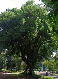 Indian Rosewood