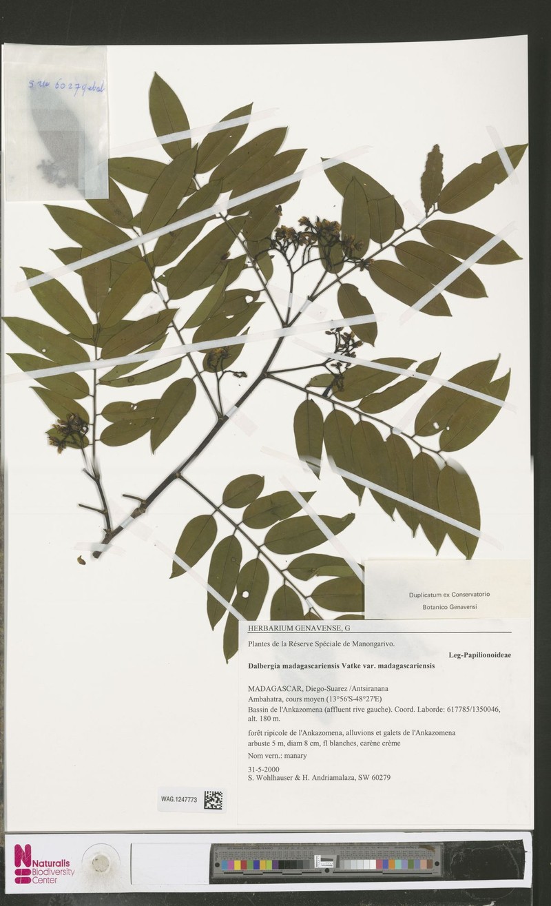 Dalbergia madagascariensis subsp. madagascariensis