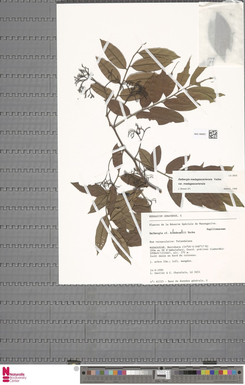 Dalbergia madagascariensis subsp. madagascariensis photo 2