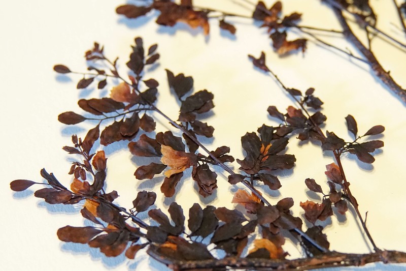 Dalbergia maritima subsp. maritima