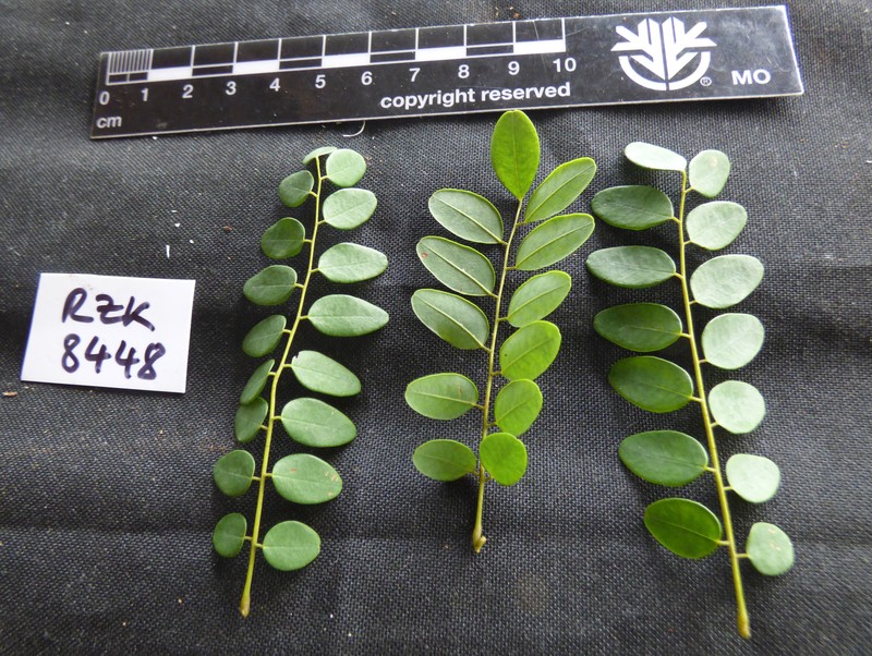Dalbergia maritima subsp. maritima photo 2