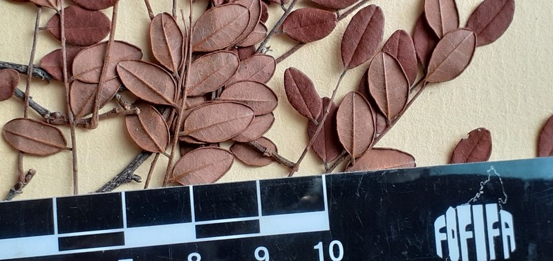 Dalbergia maritima subsp. pubescens