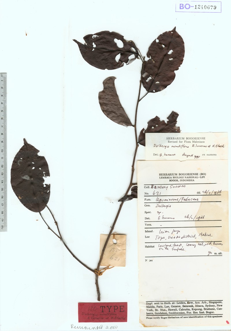 Dalbergia minutiflora