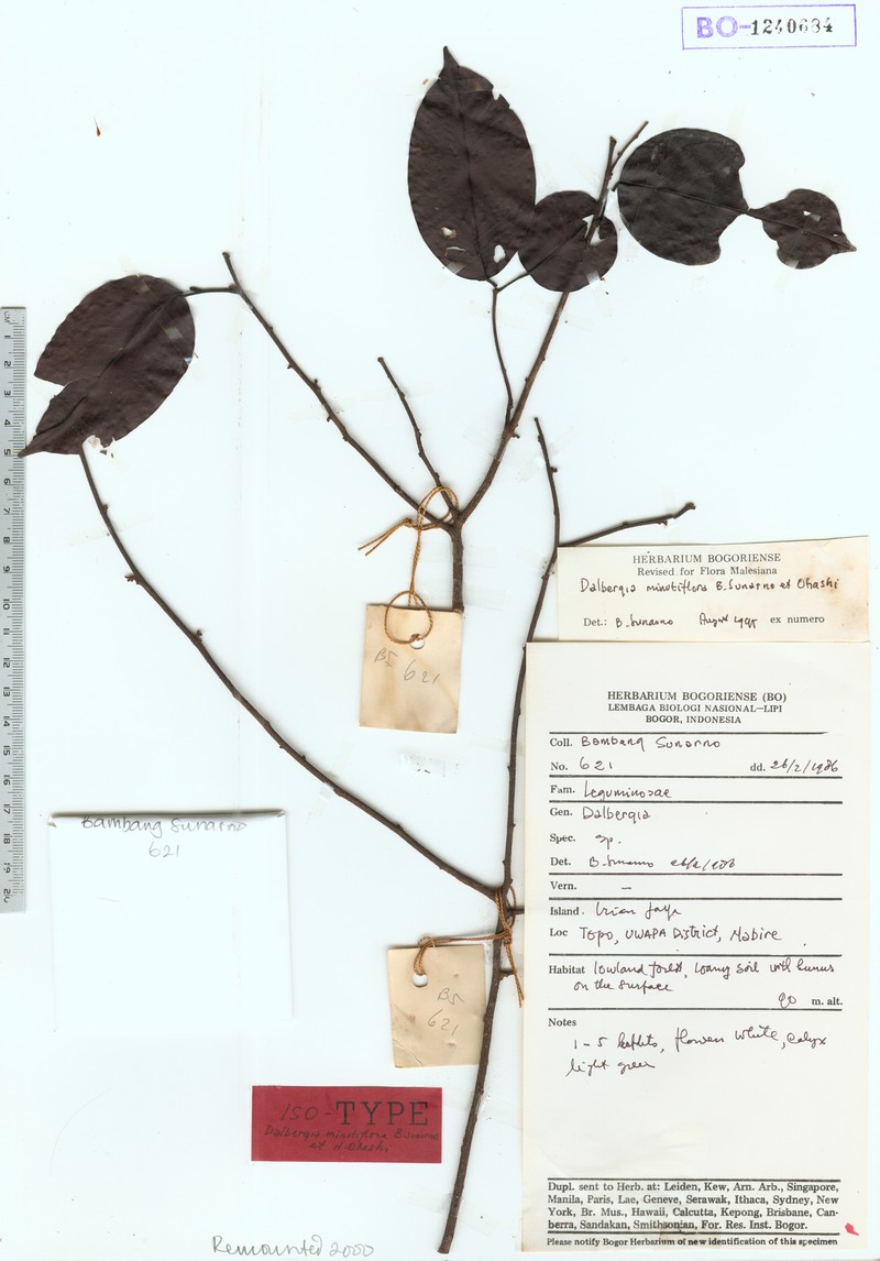 Dalbergia minutiflora photo 2
