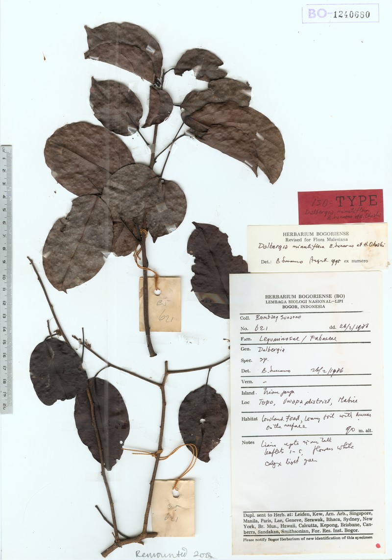 Dalbergia minutiflora photo 3