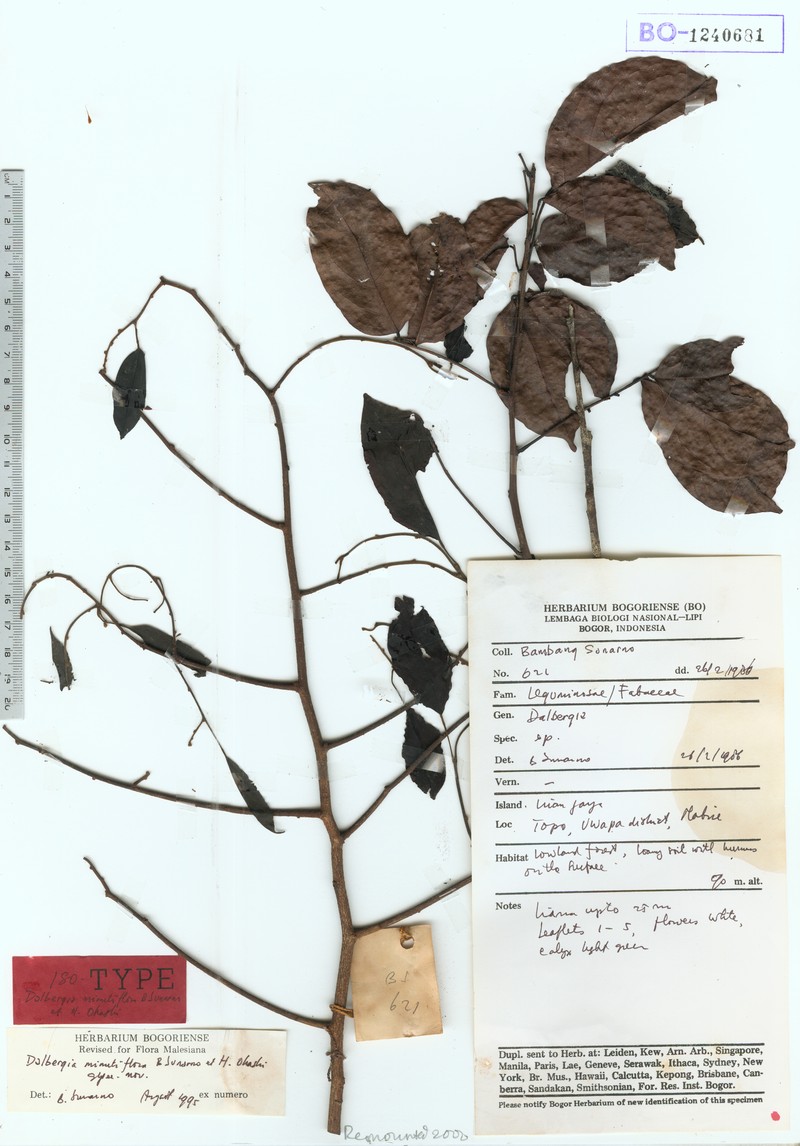 Dalbergia minutiflora photo 4