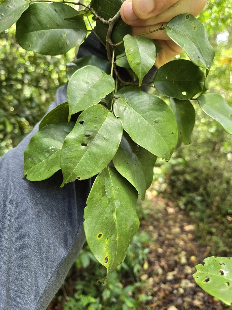 Moneybush photo 2
