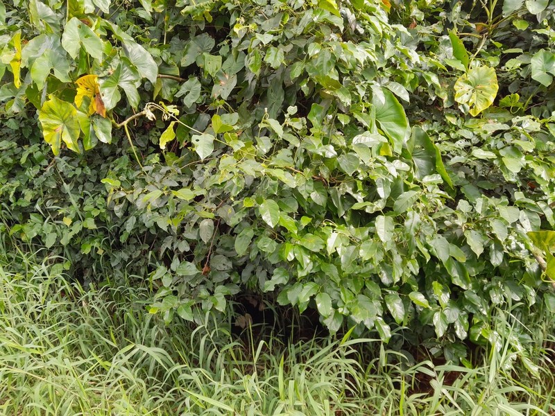 Moneybush photo 4