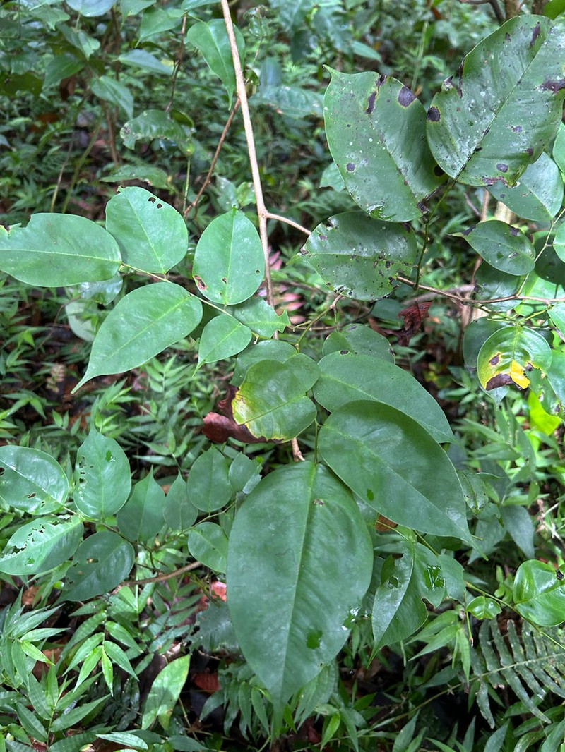 Moneybush photo 6
