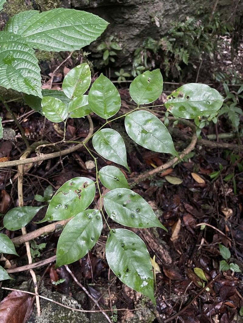 Moneybush photo 7